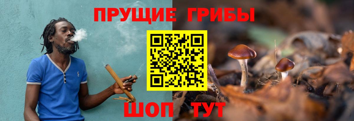 Галлюциногенные грибы Magic Shrooms  Псилоцибиновые грибы прущие грибы  Гатчина  Вход с VPN 